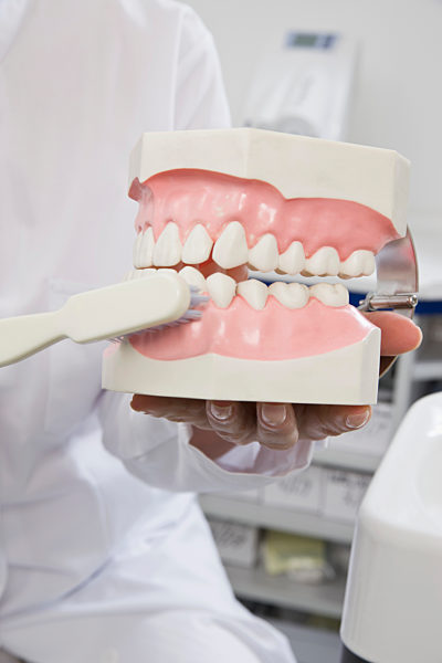 Detail of a dentist holding model teeth and a toothbrush