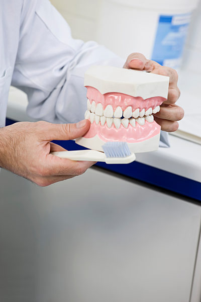Detail of a dentist holding model teeth and a toothbrush