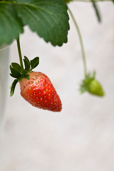 An unripe strawberry on a stem