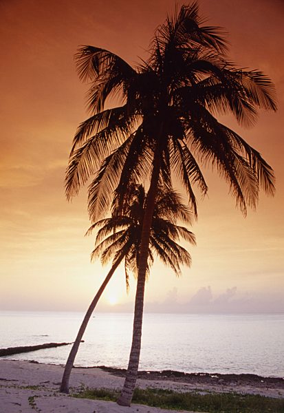 Silhouette of palm trees on beach at sunset, Baracoa, Cuba