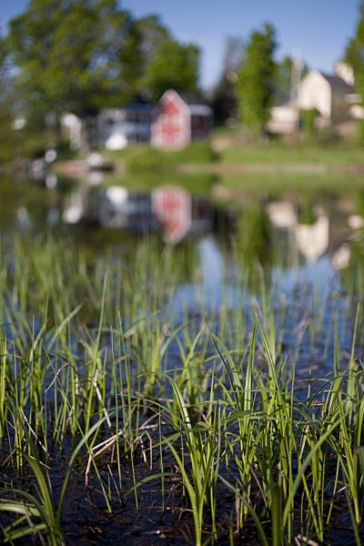 Reed bed and reflection of buildings on a river
