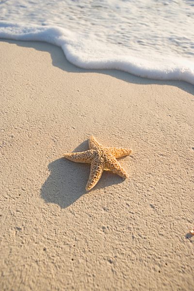 A starfish on the beach, Cable Beach, Nassau, Bahamas, Caribbean