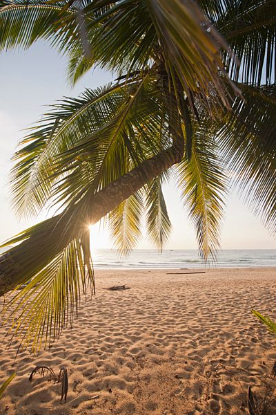 View through palm leaves of a beach