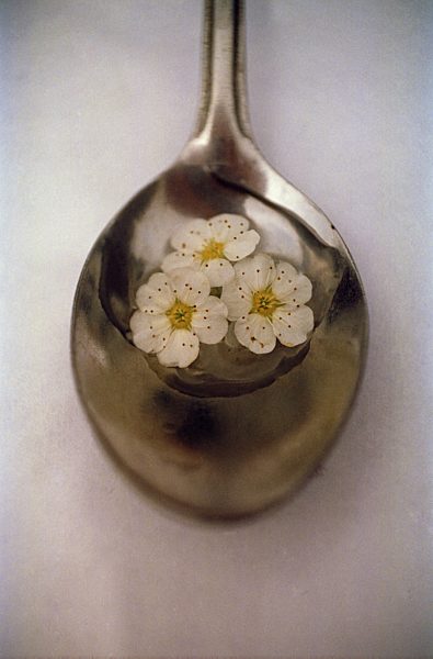 Flower petals floating in a spoon
