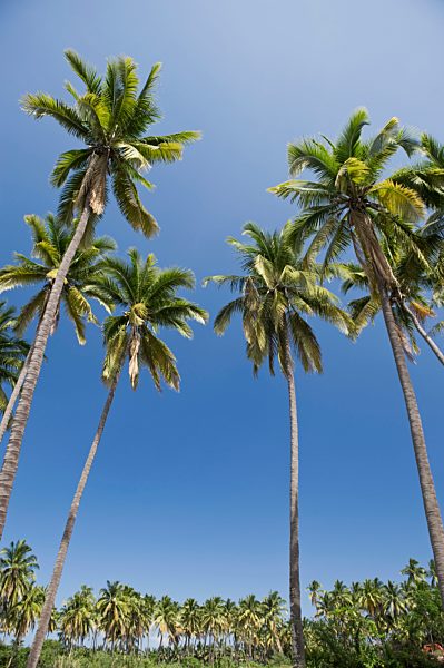 Group of palm trees
