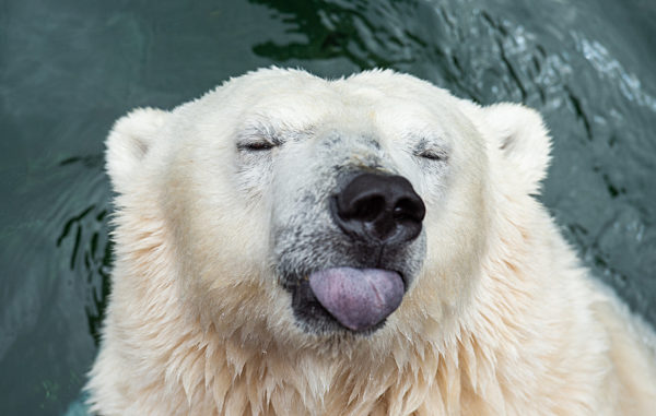 Eisbär im Zoo Hannover