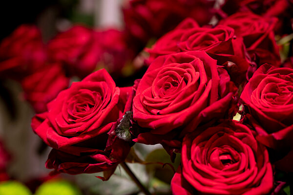 Blumen zum Valentinstag