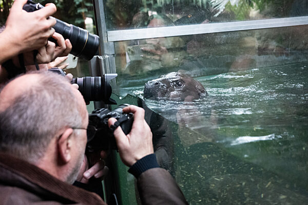 Flusspferd-Nachwuchs Toni geht auf ersten Tauchgang
