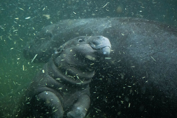 Flusspferd-Nachwuchs Toni geht auf ersten Tauchgang