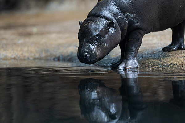 Flusspferd-Nachwuchs Toni geht auf ersten Tauchgang