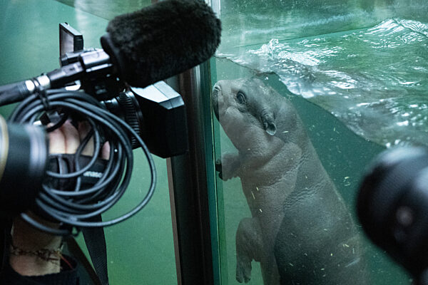 Flusspferd-Nachwuchs Toni geht auf ersten Tauchgang