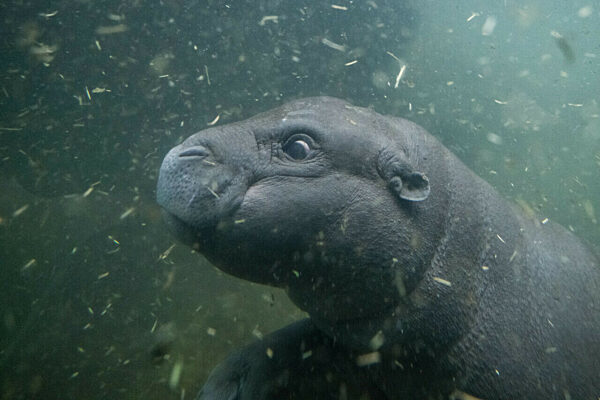 Flusspferd-Nachwuchs Toni geht auf ersten Tauchgang