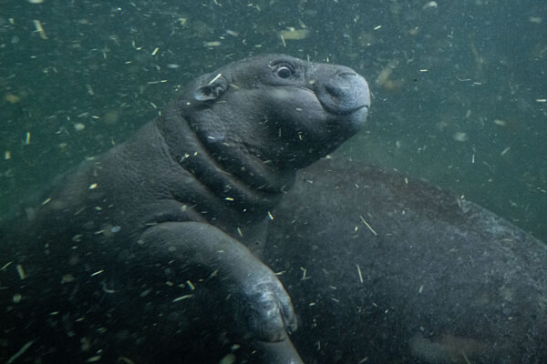 Flusspferd-Nachwuchs Toni geht auf ersten Tauchgang