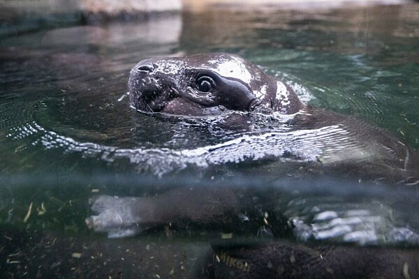 Flusspferd-Nachwuchs Toni geht auf ersten Tauchgang