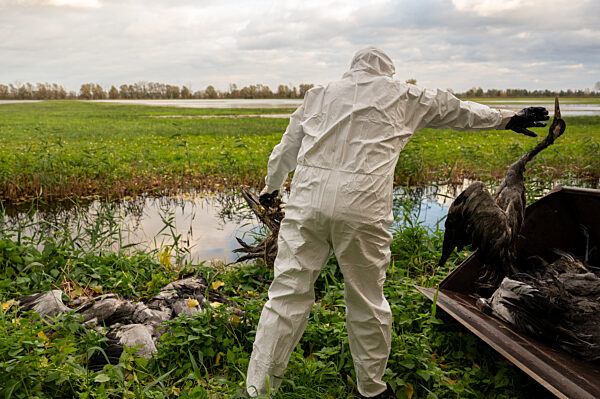 Vogelgrippe - Brandenburg