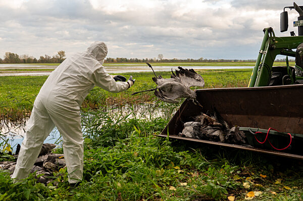Vogelgrippe - Brandenburg