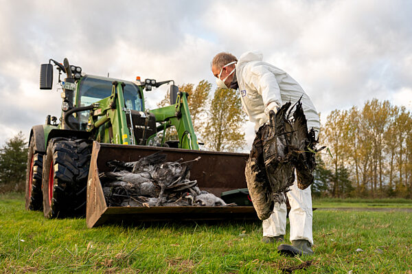 Vogelgrippe - Brandenburg