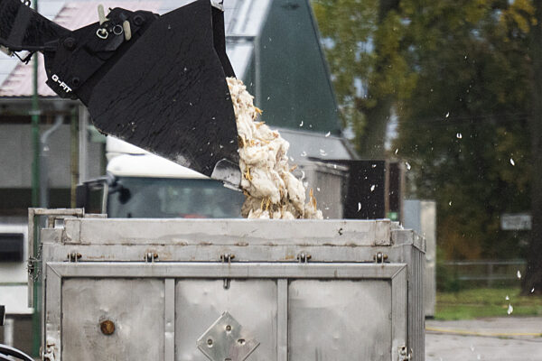 Vogelgrippe in Brandenburg