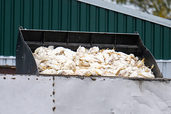 Vogelgrippe in Brandenburg