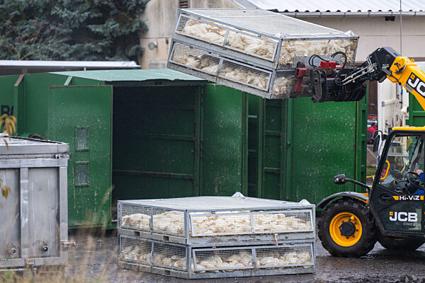 Vogelgrippe in Brandenburg