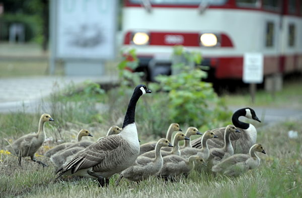 Kanadagänse mit ihren Küken überqueren am Donnerstag (28.05...