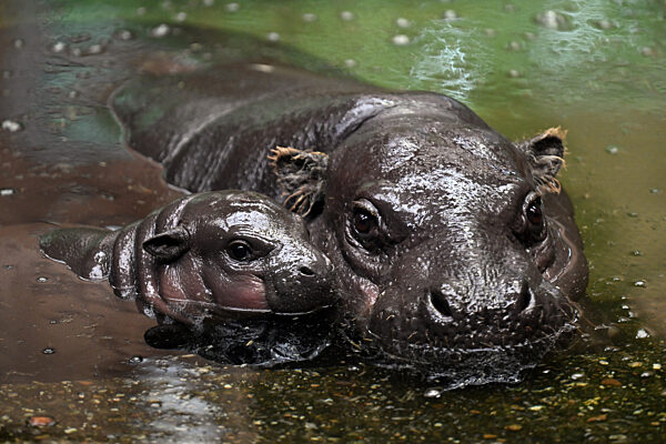 Nachwuchs bei den Zwergflusspferden