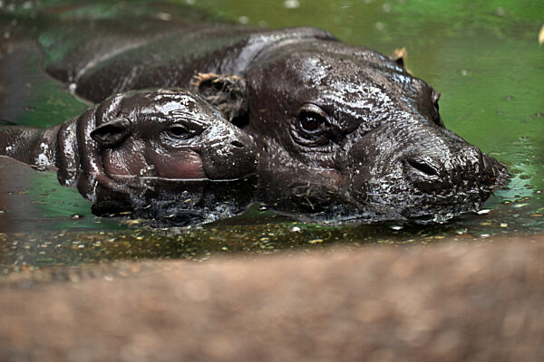 Nachwuchs bei den Zwergflusspferden