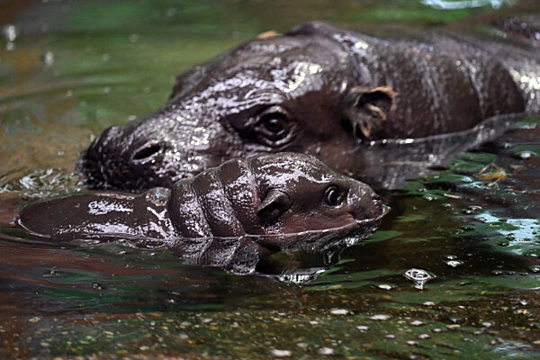 Nachwuchs bei den Zwergflusspferden