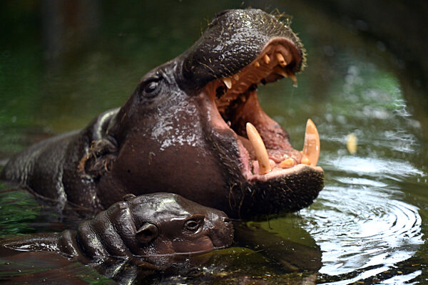 Nachwuchs bei den Zwergflusspferden