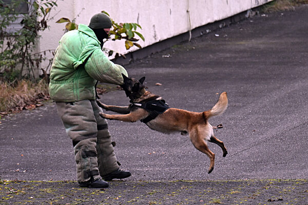 Ausbildung für ukrainische Hundeführer und Diensthunde