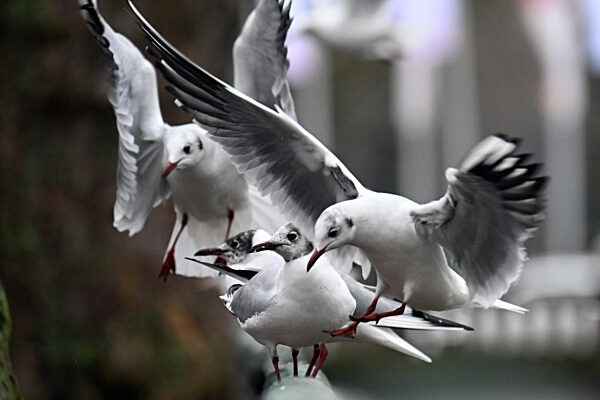 Möwen in Düsseldorf