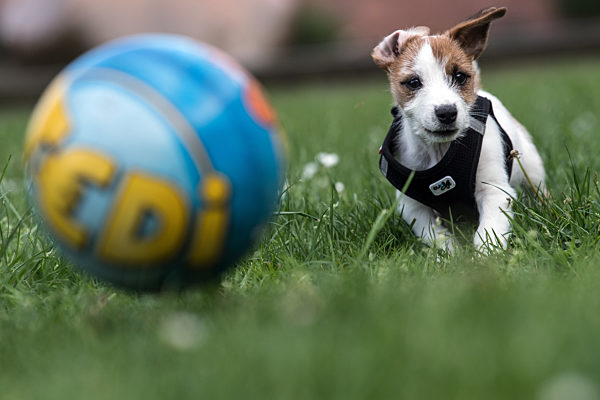 Hunde-Fussball