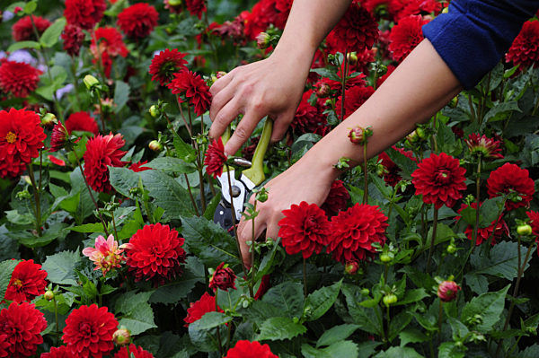 Beetpflege auf der BUGA