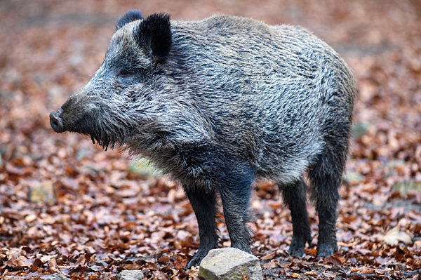 Herbst im Tierpark Hexentanzplatz