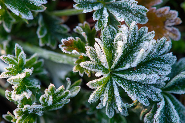 Raureif am frühen Morgen