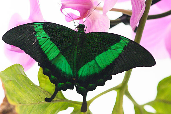 Schmetterlingshaus im Elbauenpark