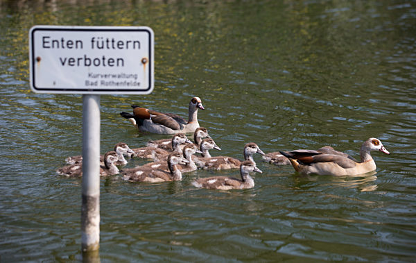 Nilgänse auf einem Teich
