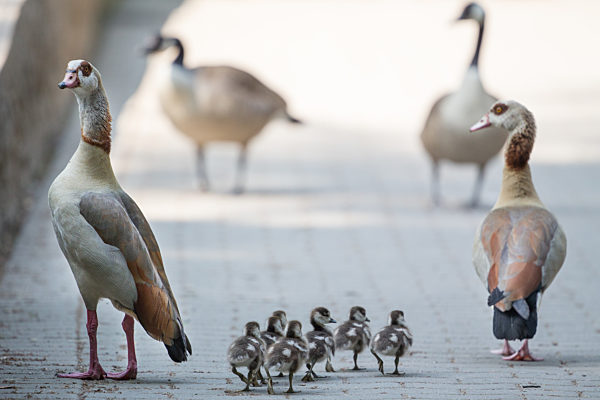 Nilgänse mit Küken