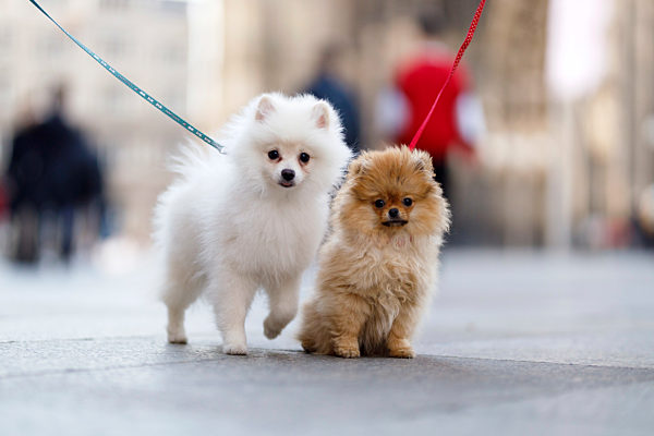 Symbolfoto Hundeerziehung