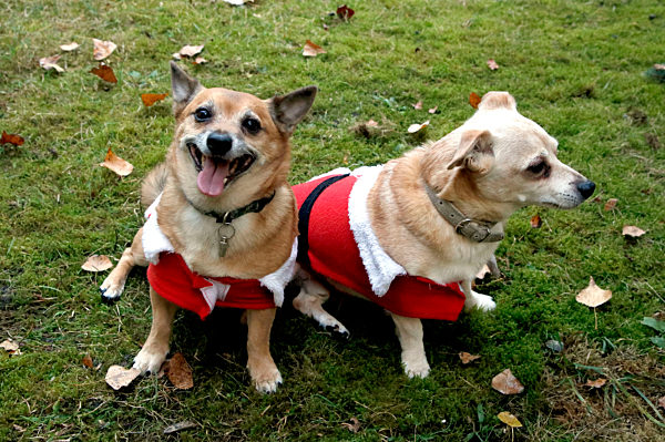 Hunde im Weihnachtsjäckchen in Berlin