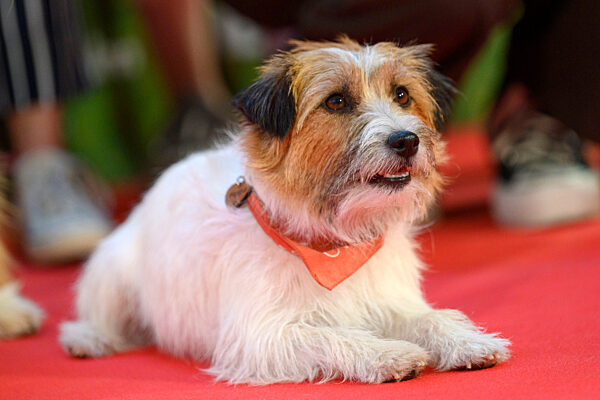 Filmpremiere 'Lassie - Ein neues Abenteuer' in Köln
