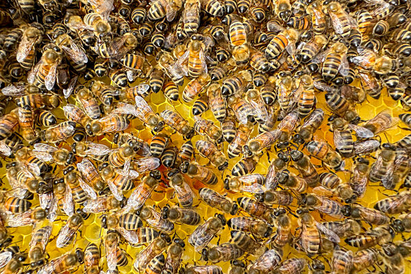 Symbolfoto Bienen
