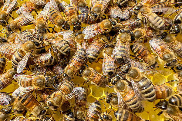 Symbolfoto Bienen