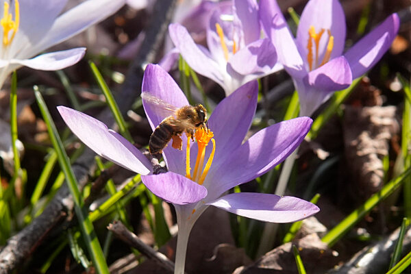 Krokusblüte in Berlin