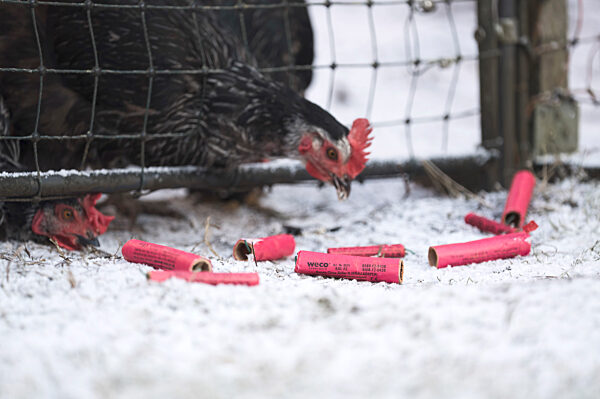 Symbolbild Feuerwerkskörper-Müll