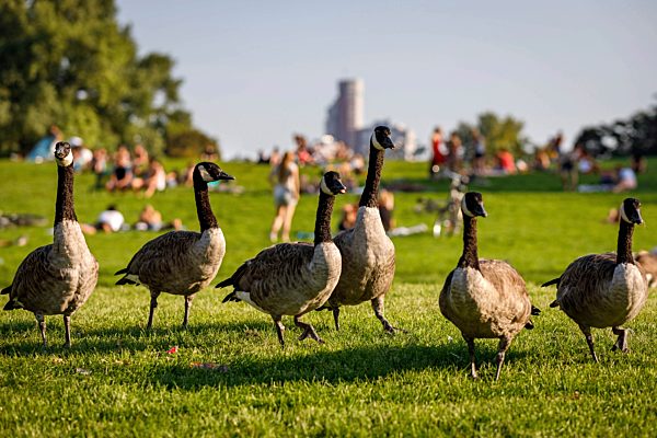 Grünfläche in Köln