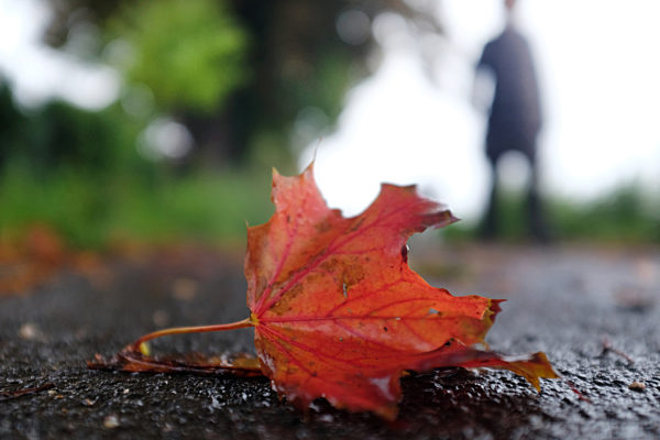 Blatt auf dem Gehweg