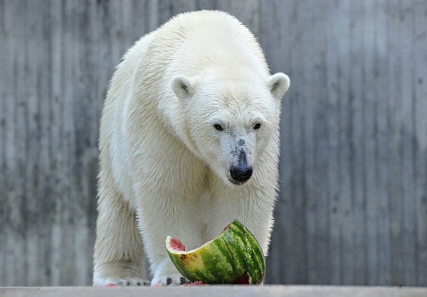 Die knapp drei Jahre alte Eisbärin Gianna aus dem Zoo im italienischen...