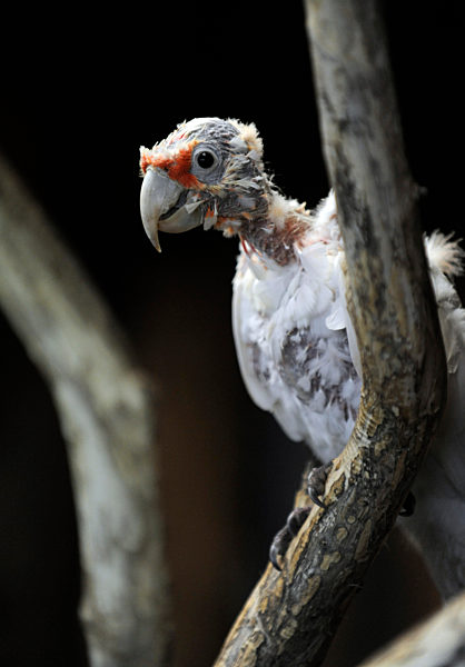 Nachwuchs bei den Nasenkakadus