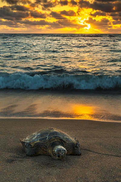 A Green Sea Turtle (Chelonia Mydas) Rests On The Beach At Sunset Near Kailua-Kona; Island Of Hawaii, Hawaii, United States Of America